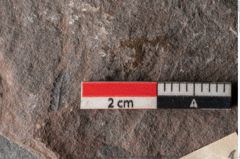Foto (Detailansicht) von Senftenbergia crenata Lindl. et H. (NHMW-GEO-2024-0188-10942)